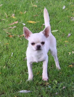 Les chiots de Chihuahua