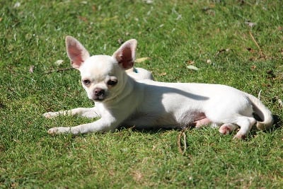 Les chiots de Chihuahua