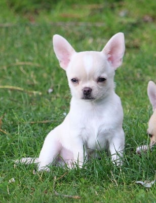 Les chiots de Chihuahua