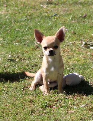 Les chiots de Chihuahua