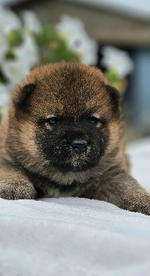 Les chiots de Shiba