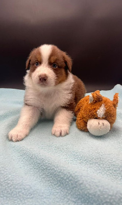 Les chiots de Berger Australien