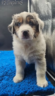 Les chiots de Berger Australien