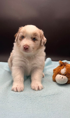 Les chiots de Berger Australien