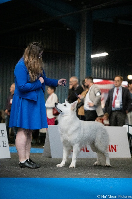 Étalon Berger Blanc Suisse - Thanos elton star De La Vallée Du Rêve Blanc