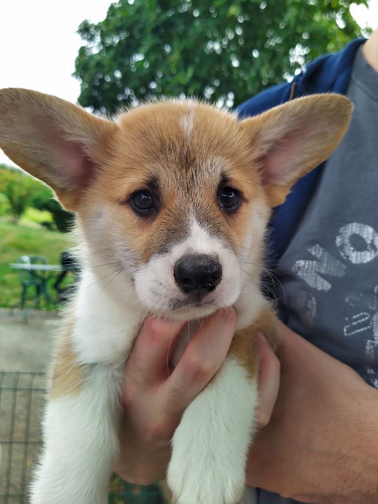 Vétra Aurore - Welsh Corgi Pembroke