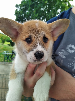 Les chiots de Welsh Corgi Pembroke