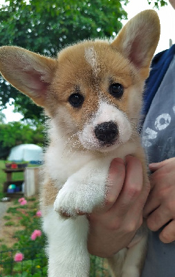 Les chiots de Welsh Corgi Pembroke