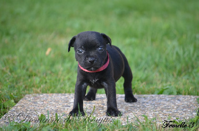 Les chiots de Staffordshire Bull Terrier