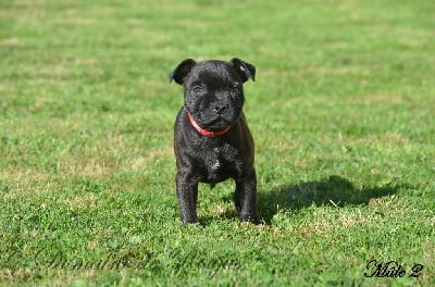 Les chiots de Staffordshire Bull Terrier