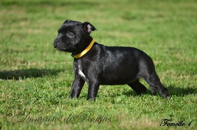 Les chiots de Staffordshire Bull Terrier