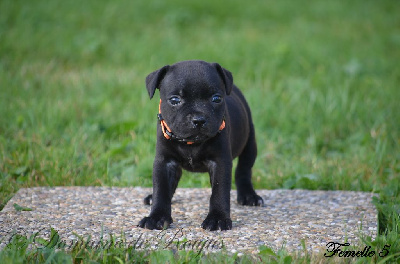 Les chiots de Staffordshire Bull Terrier