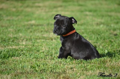 Les chiots de Staffordshire Bull Terrier