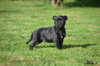 Les chiots de Staffordshire Bull Terrier