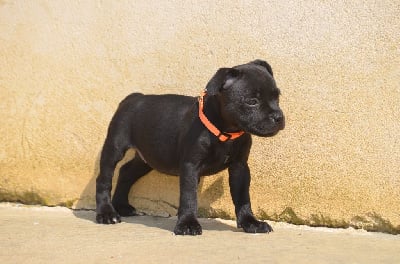 Les chiots de Staffordshire Bull Terrier