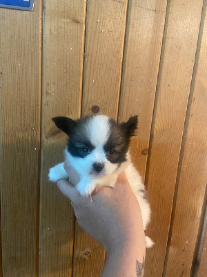 Les chiots de Epagneul nain Continental (Papillon)