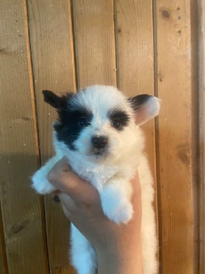 Les chiots de Epagneul nain Continental (Papillon)