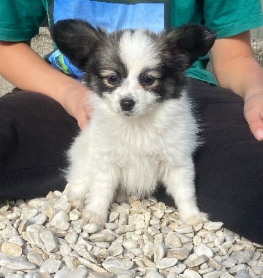 Les chiots de Epagneul nain Continental (Papillon)