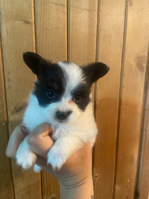 Les chiots de Epagneul nain Continental (Papillon)