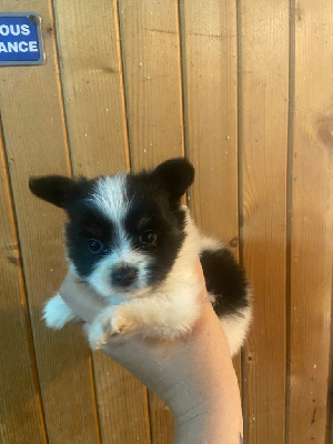 Les chiots de Epagneul nain Continental (Papillon)