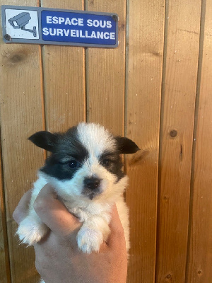 Les chiots de Epagneul nain Continental (Papillon)