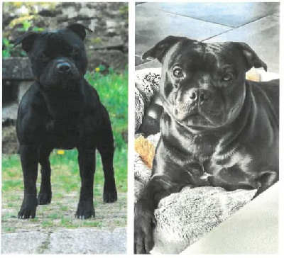 Les chiots de Staffordshire Bull Terrier