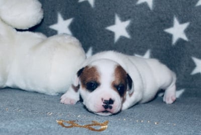 Les chiots de Staffordshire Bull Terrier