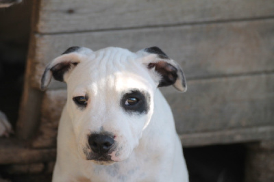 Les chiots de Staffordshire Bull Terrier