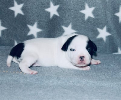 Les chiots de Staffordshire Bull Terrier