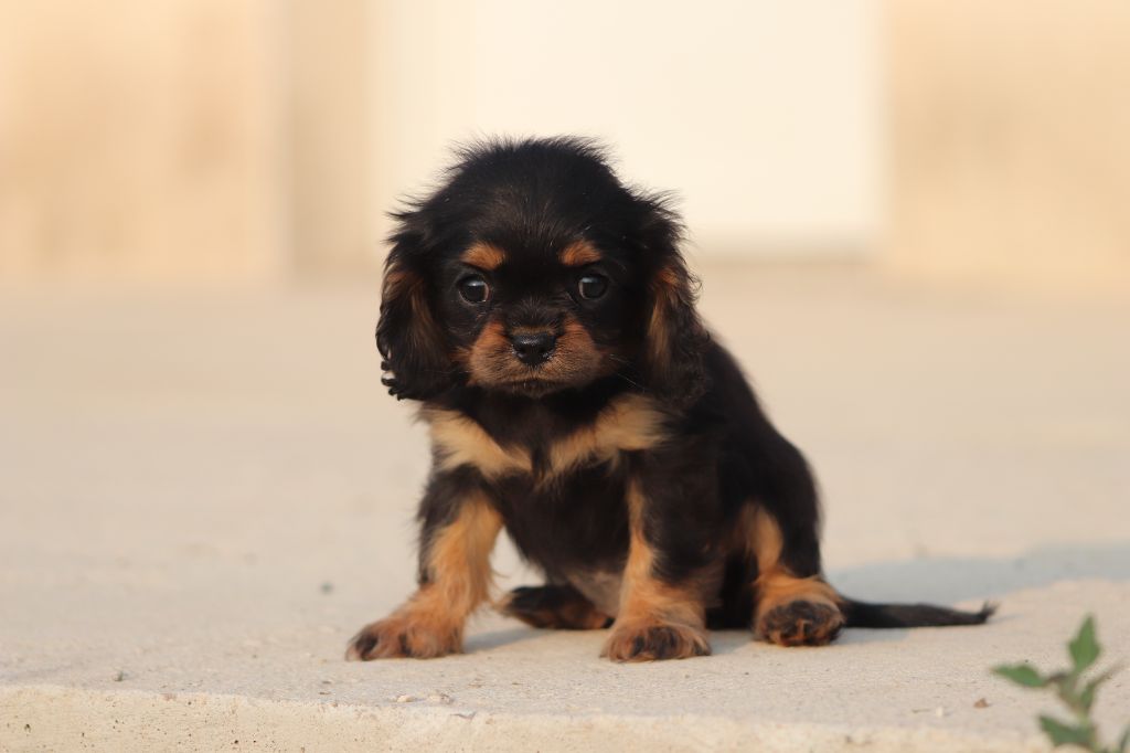 Very you Ruby collier Vert Vicky - Cavalier King Charles Spaniel