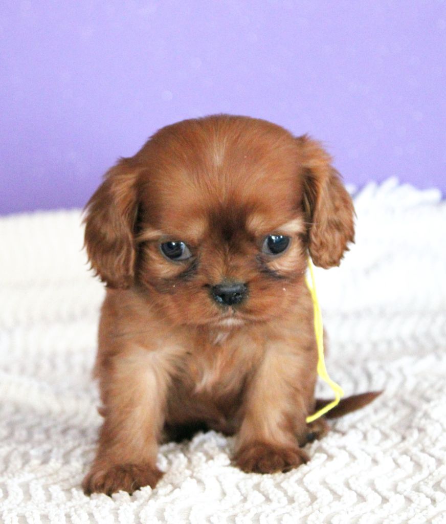 Very lover Ruby collier jaune - Cavalier King Charles Spaniel