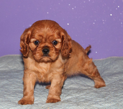 Les chiots de Cavalier King Charles Spaniel