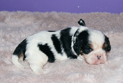 Les chiots de Cavalier King Charles Spaniel