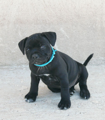  Version limitée Collier bleu - Staffordshire Bull Terrier