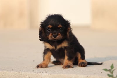 Les chiots de Cavalier King Charles Spaniel