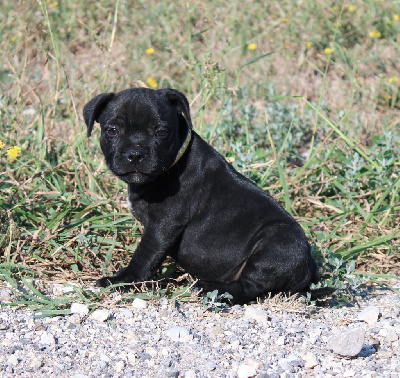 Les chiots de Staffordshire Bull Terrier