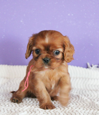 Les chiots de Cavalier King Charles Spaniel