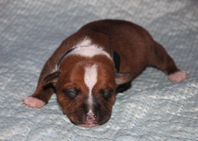 Les chiots de Staffordshire Bull Terrier