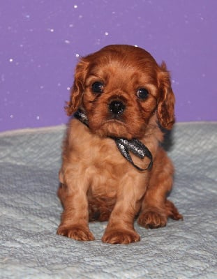 Les chiots de Cavalier King Charles Spaniel