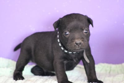 V........... collier noir - Staffordshire Bull Terrier