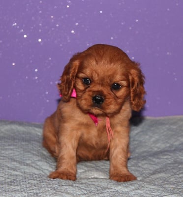 Les chiots de Cavalier King Charles Spaniel