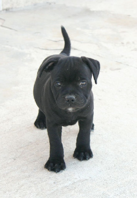 Vision nocturne Sans Collier - Staffordshire Bull Terrier