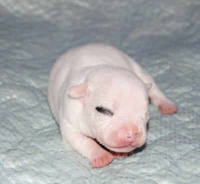 Les chiots de Staffordshire Bull Terrier