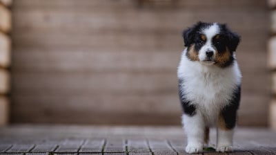 Les chiots de Berger Australien