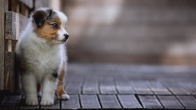 Les chiots de Berger Australien