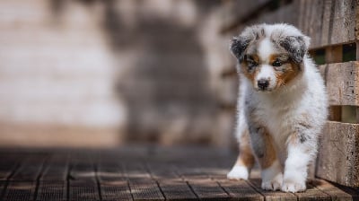 Les chiots de Berger Australien