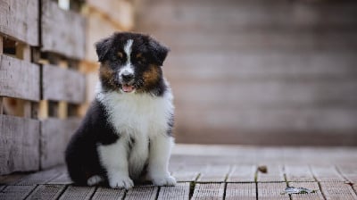 Les chiots de Berger Australien