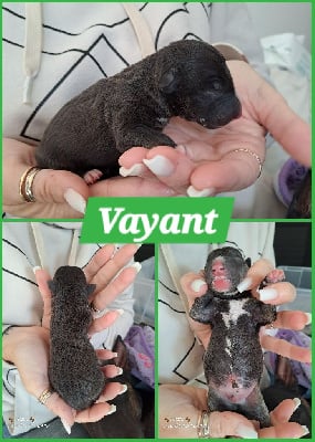 VAYANT - Bull Terrier Miniature