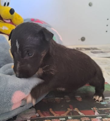 Les chiots de Bull Terrier Miniature