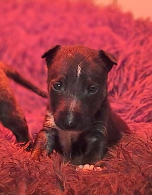 Les chiots de Bull Terrier Miniature